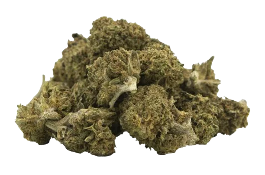 Fleurs de chanvre CBD Fruit Cake small bud de culture sous-serre.