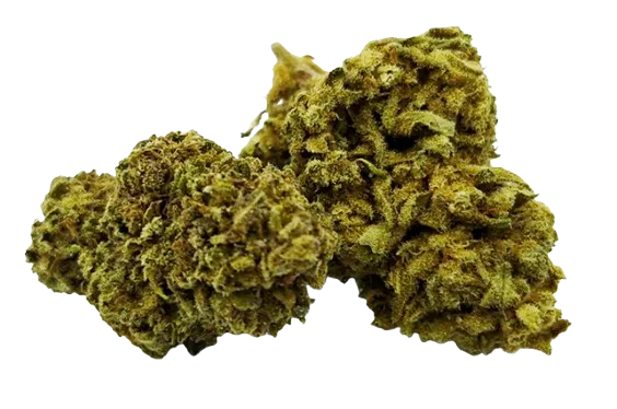 Fleurs de CBD Sour Diesel Toulousaine de qualité supérieure sous serre